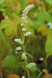 Image result for Celosia trigyna