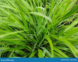 Image result for hakonechloa macra nicolas