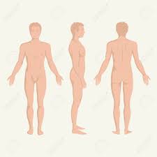 Thai art drawing about the human body on the front view. Man Body Anatomy Front Back And Side Standing Human Pose Royalty Free Cliparts Vectors And Stock Illustration Image 24619903