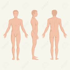 Check spelling or type a new query. Man Body Anatomy Front Back And Side Standing Human Pose Royalty Free Cliparts Vectors And Stock Illustration Image 24619903