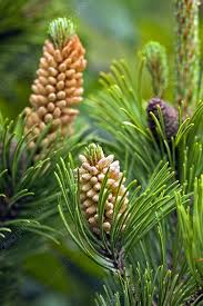 Image result for Pinus