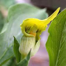 We did not find results for: Arisaema Flavum Seeds Yellow Cobra Lily Yellow Jack In The Pulpit Plant World Seeds