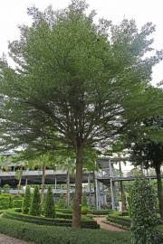 Image result for Terminalia superba