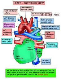 Pin On Nursing Notes