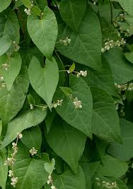 Image result for Convolvulus ocellatus