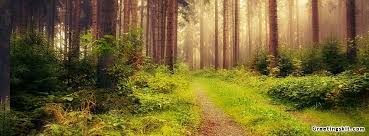 Or check out our gallery of 10,000 peaceful fb covers! Peaceful Forest Photography Facebook Timeline Cover