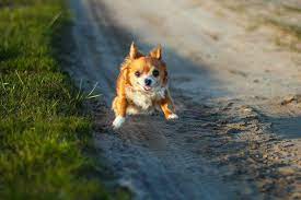 Tiny yet feisty, this beloved breed can be a challenge for new owners to train. The Long Haired Chihuahua 10 Things You Might Not Know Your Dog Advisor