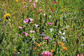 Flowers seem intended for the solace of ordinary humanity. The Beauty Of Wildflowers A Field Of Flowers Filled With Life By Anne Bonfert Weeds Wildflowers Medium
