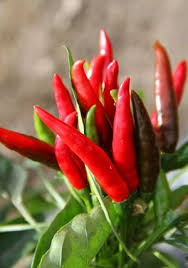 トウガラシのプランター栽培 わき芽をかき風通しよく育てます 家庭菜園 簡単野菜栽培で大収穫 家庭菜園 栽培 ハーブ栽培