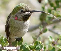 What flowers do hummingbirds like? How To Create A California Hummingbird Garden With Native Flowers Pictures Of Both Hummingbird And Butterfly Species