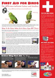 A Helpful Guide To First Aid For Birds Watch The Youtube Video For More Information Http Www Youtube Com Watch V Krmcpym2phy V Bird Care Pet Birds Parrot