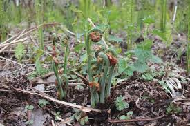 So whatever you have the aquarium set to should work. Ostrich Fern Fiddleheads Art Of Awareness