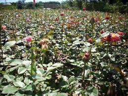 Jual bibit dan benih tanaman murah, mulai dari bibit buah, bibit bunga, tanaman hias, bibit penghijauan, dan aneka bibit lainnya dengan kualitas bibit unggul. Jual Bibit Bunga Dan Buah Online Home Facebook