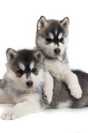 Baby Siberian Husky Black And White Cute Puppies Siberian Husky Black And White Siberianhusky Husky Husky Dogs Siberian Husky