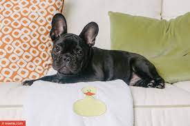 From puppies to seniors, we help dogs of all life stages put their best paw forward with positive dog training classes. French Bulldog Puppies Tucson Az