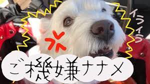 らこでつ racochannel youtube に動画をアップしたでつ 続きの動画は racochan01 のトップにある urlから見るでつよ らこちゃんねる で youtubeで検索 ネットで検索 すると 動画が出てくるでつよ チェックでつ チェック