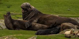 Find the perfect elephant seals stock photo. Seven Things That May Surprise You About Elephant Seals Eagle Wing Tours