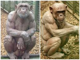 Check spelling or type a new query. 10 Animals More Ripped Than You