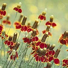 Mexican Hat Seeds Ratibida Columnaris Seeds High Country Gardens