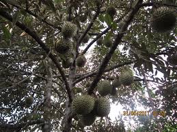Résultat de recherche d'images pour "tree durian"