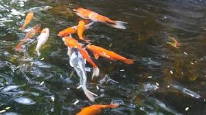 How to build a modern koi pond. Koi Fish Pond Overhead View Stock Footage Video 100 Royalty Free 2146691 Shutterstock