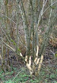 Si parla degli alberi a palermo le cui radici hanno letteralmente distrutto i marciapiedi, rendendo impossibile il passaggio ai pedoni. Arvicole Topolini Selvatici E Compagnia Waldwissen Net