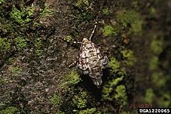 Image result for Operophtera fagata