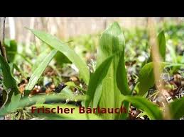 Youtube Barlauch Barlauchpesto Selber Machen Barlauchpesto