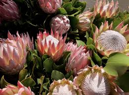 Image result for Protea argyrea