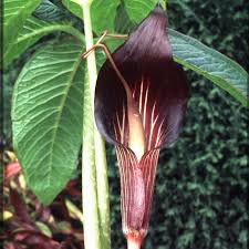 Where there is no shrine, i gather wet cobra lilies for the butterfly sister on the rush mat. Arisaema Speciosum