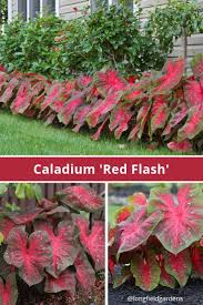 A Sturdy Upright Caladium With Deep Green Leaves And Brilliant Red Centers That Are Decorated With Hot Pink Garden Flower Beds Flower Garden Longfield Gardens