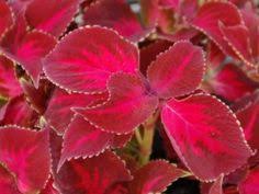I'm gonna save you some time. Coleus Carnival Pink Beauty Horticultural Marketing Associates Deer Resistant Plants Plants Foliage Plants