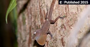 Maybe you would like to learn more about one of these? Mystery Of The Lizards That Know The Way Home The New York Times