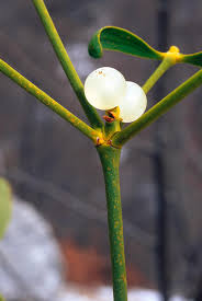 Image result for Viscum