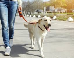 778 960 3507) pic hide this posting restore restore this posting How Much Do Dog Walkers Make Learn What A Dog Walker S Salary Is