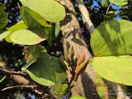 Image result for Rhynchosia tricuspidata