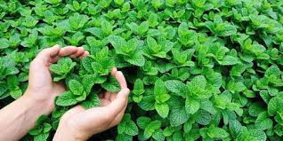 Check spelling or type a new query. 7 Manfaat Daun Mint Untuk Kesehatan Dan Risikonya