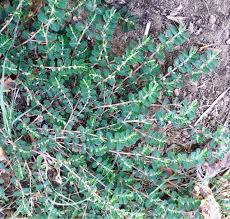 Hence, local populations exist which reflect variable morphological and physiological traits expressed as part of the genome of that population. The Foraged Foodie Foraging Identifying And Eating Purslane Avoid Poisonous Spurge