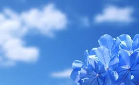 Flower nature blue sky background. Hd Wallpaper Blue Flowers Blue Leadwort Flower Nature Blue Sky Cloud Sky Wallpaper Flare