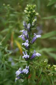 Image result for Lobelia uliginosa