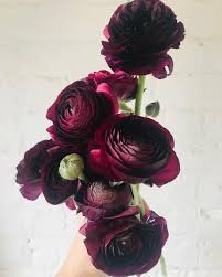 Check spelling or type a new query. Burgundy Ranunculus Wine Colored Flowers Green Bee Floral Designs Beautiful Flowers Beautiful Bouquet Of Flowers Flowers