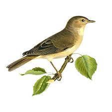 Juveniles are very similar to adults but sometimes more olive than grey. Garden Warbler Wildlife Garden