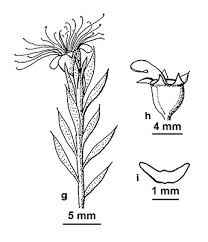 Image result for Annickia ambigua