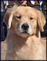 Golden retriever puppies for sale tallahassee, fl akc golden retrievers. Passion For Gold S Golden Retriever Puppies