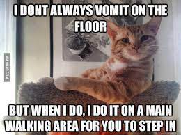 32 best funny animal pictures. We Love Funny Cats Home Facebook