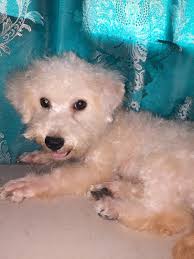 Sarah Fancy Furballs