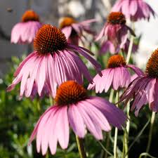 Liatris is versatile and wonderfully suited for native garden beds, wildflower fields, cottage gardens, and traditional. Illinois Native Plants Sugar Creek Gardens