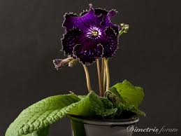 Image result for Streptocarpus kamerunensis