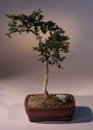 Bonsai is an art of growing full scale trees in miniature. Fukien Tea Bonsai Tree Straight Trunk Small Leaf Ehretia Microphylla