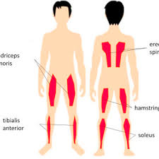 4,835 likes · 8 talking about this. Measured Muscles We Recorded The Electromyographs Of The Tibialis Download Scientific Diagram